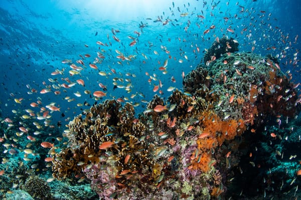 Discovering the Underwater Wonders: Scuba Diving Spots for Beginners in Asia